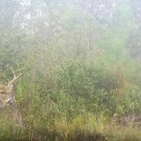 75 Acres - Dewey Road in Brantley GA images 5