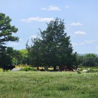 Buffalo Valley acreage images 3