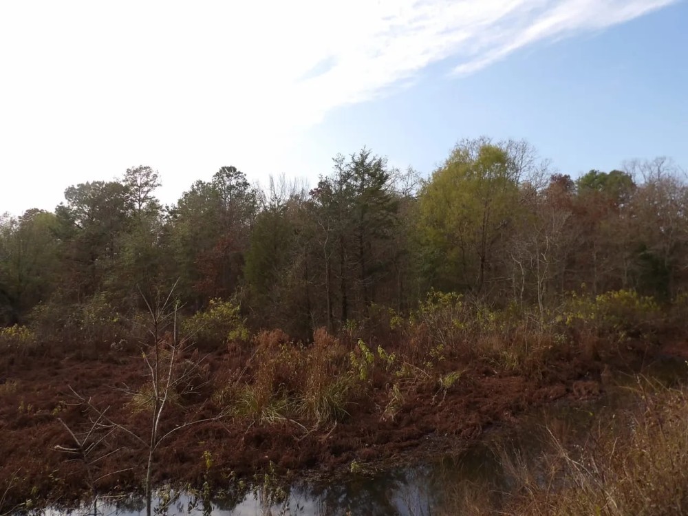 38 ACRES OF GETAWAY AND HUNTING PROPERTY featured image