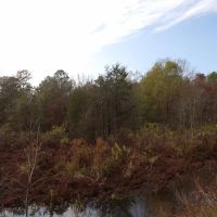 38 ACRES OF GETAWAY AND HUNTING PROPERTY