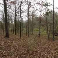 38 ACRES OF GETAWAY AND HUNTING PROPERTY images 2