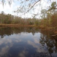 38 ACRES OF GETAWAY AND HUNTING PROPERTY images 4
