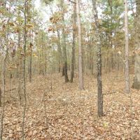 38 ACRES OF GETAWAY AND HUNTING PROPERTY images 5