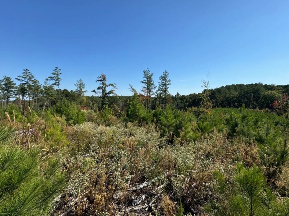160.2 Acres in Yalobusha County MS featured image