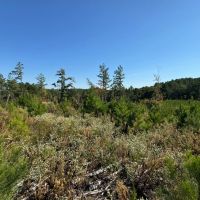 160.2 Acres in Yalobusha County MS