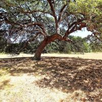 County Road 245 Weimar TX 78962 images 2