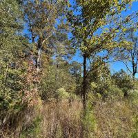 20 Acres in Union Parish Louisiana images 2