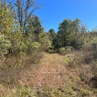 20 Acres in Union Parish Louisiana images 3