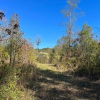 20 Acres in Union Parish Louisiana images 5