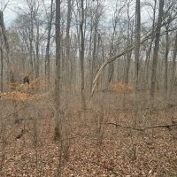 LAND FOR SALE - 6.5 - ACRES BUILDING LOT- WOODS - ENGLISH INDIANA - CRAWFORD COUNTY images 3