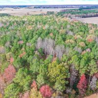 14.74 Acres of Timber land for Sale in Pasquotank County NC images 4