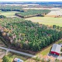 14.74 Acres of Timber land for Sale in Pasquotank County NC images 5