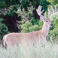 3627 acres The Craft Ranch 2400 under High Fence Duncan OK Stephens Co images 4