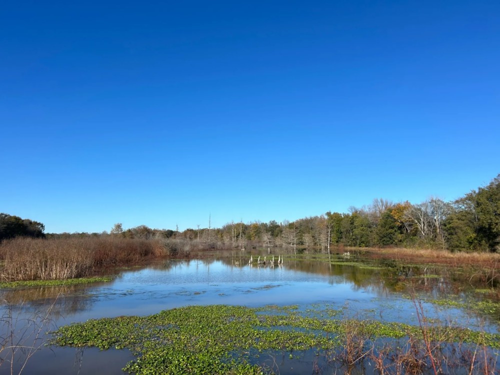 313.72 Acres in Bolivar County MS featured image