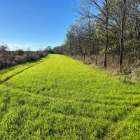 313.72 Acres in Bolivar County MS images 3
