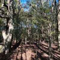 313.72 Acres in Bolivar County MS images 4