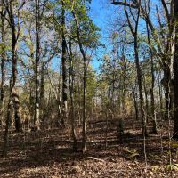 313.72 Acres in Bolivar County MS images 5
