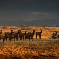 Old Elk Ranch images 5