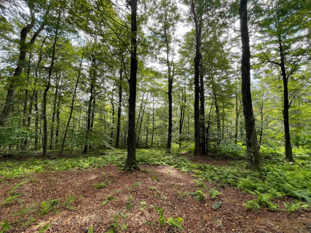2.2 acre Building Lot near State Land in Denning NY Red Hill Knolls Rd featured image