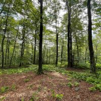 2.2 acre Building Lot near State Land in Denning NY Red Hill Knolls Rd