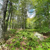 2.2 acre Building Lot near State Land in Denning NY Red Hill Knolls Rd images 2