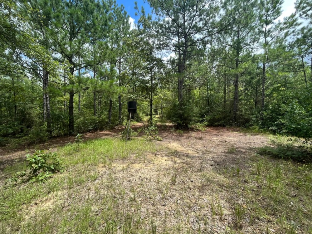 11 Acres in Wayne County MS featured image