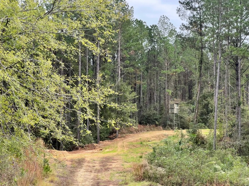 100 Acres in Amite County MS featured image