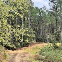 100 Acres in Amite County MS