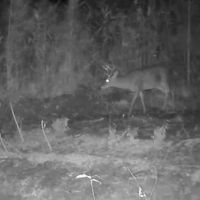 100 Acres in Amite County MS images 2