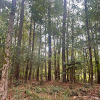 100 Acres in Amite County MS images 4