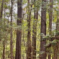 100 Acres in Amite County MS images 5