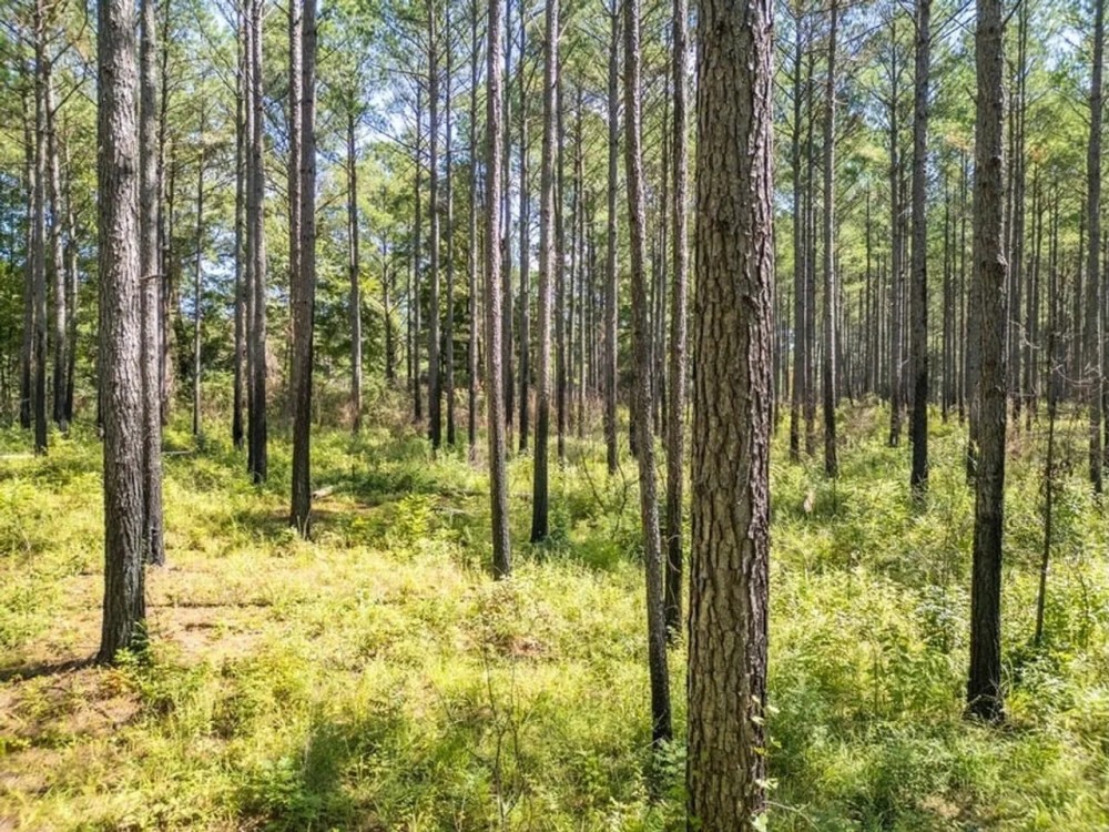35 Acres For Sale Starkville MS featured image