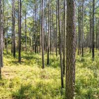 35 Acres For Sale Starkville MS
