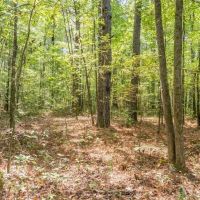 35 Acres For Sale Starkville MS images 4