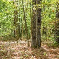 35 Acres For Sale Starkville MS images 5
