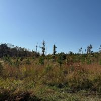 1 278.95 Acres in Lafayette Yalobusha Counties MS images 5