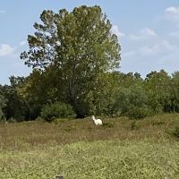 Price Improvement 20.67 - Acres MH Callahan County images 5