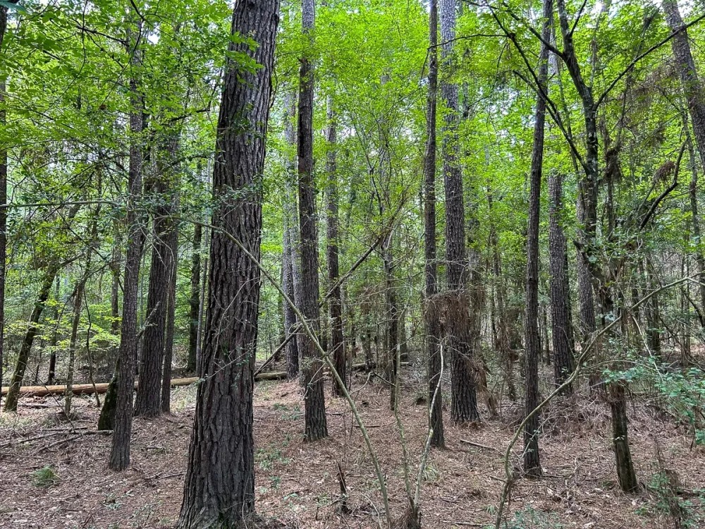 180 Acres County Line Road featured image