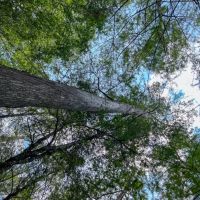 180 Acres County Line Road images 3