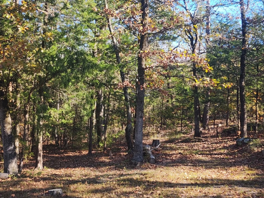 Woods near Sardis Lake featured image