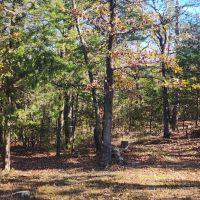 Woods near Sardis Lake