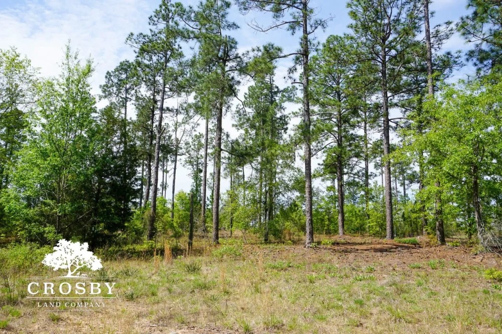 Camp Josey featured image