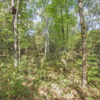 Hardwood Pine Hunting Land in Franklin County MS images 3