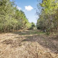 Hardwood Pine Hunting Land in Franklin County MS images 5