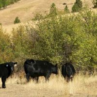 Trident Star Ranch images 4
