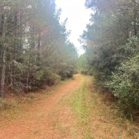 212 Acres in Amite County MS images 3