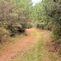 212 Acres in Amite County MS images 4
