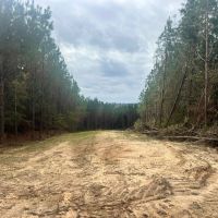 212 Acres in Amite County MS images 5