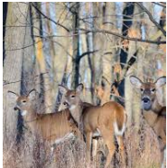 Red Dirt NWMP 38,450 acres Hog Hunting in Grant Parish, LA images 6