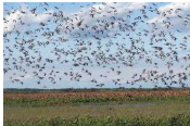 Red Dirt NWMP 38,450 acres Hog Hunting in Grant Parish, LA images 4